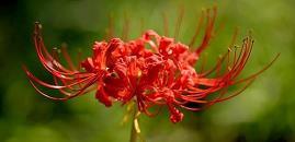 一朵野花