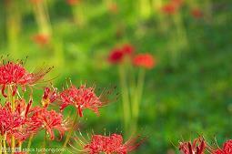 一路花开