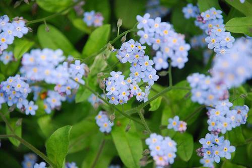 点点杨花入砚池打一成语