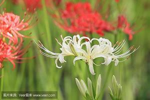 只轮无反成语接龙游戏