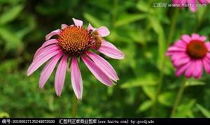 回家