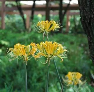 七里香油菜花田