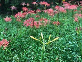 与世无争成语接龙游戏