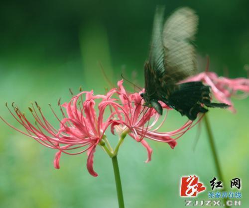 刻骨崩心成语接龙游戏