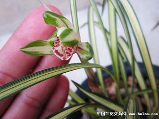 螃蟹打一成语