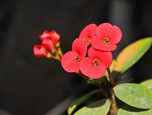 横恩滥赏成语接龙游戏