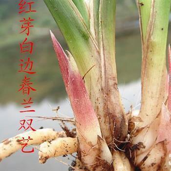 敖打一成语