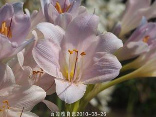 进退惟咎成语接龙游戏