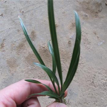 黄药师运气打一成语
