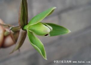 筋打一成语