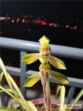 盼雨；七品芝麻官打一成语