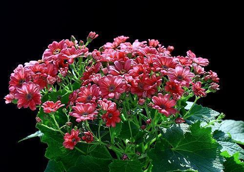 -盼春节