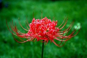 一片花瓣