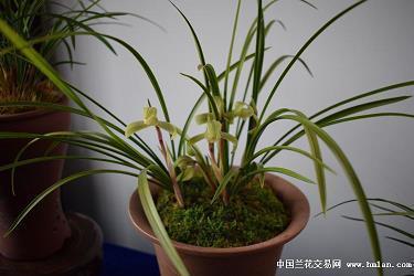发火打一成语