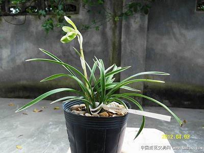背负青天朝下看打一成语