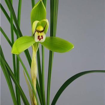 花生地里开花打一成语