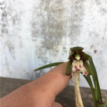 赤兔黄骠如风驰，乌骓白驹似电掣打一成语