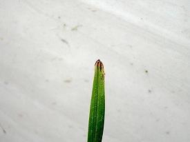 黑乾坤打一成语