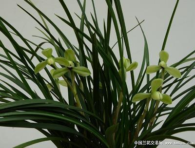 悦耳；听笑话；芳香扑鼻笑颜开打一成语