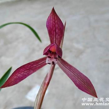 烂古书打一成语
