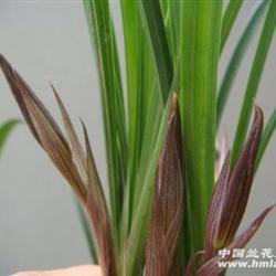飞鸣镝打一成语
