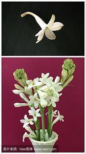 豆芽菜打一成语