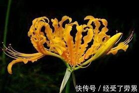 金碧辉映成语接龙游戏