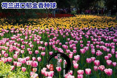 花落水流红打一成语
