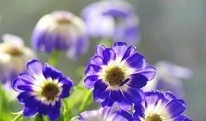 我喜欢百合花