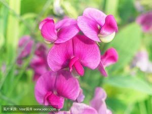 跛子骑瞎子打一成语