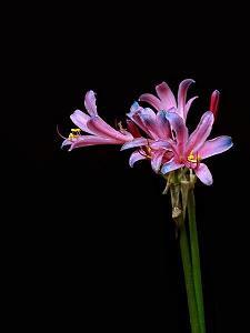 冬天的青芽