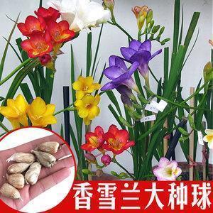 纸船明烛照天烧打一成语