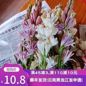 朱打一成语