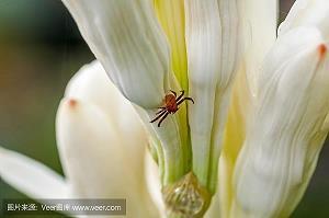 重阳后的菊花打一成语