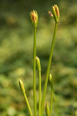 中国梦——漫游美丽柳州