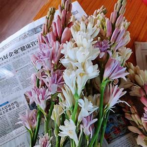 耗子进铁桶打一成语