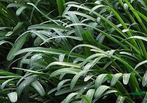 师恩深似海