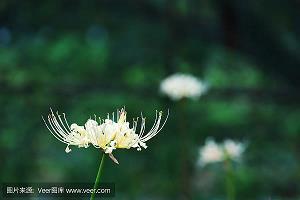 竹笋打一成语