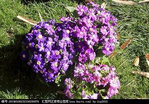 闳意妙指成语接龙游戏