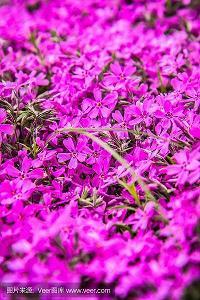 家乡的花海