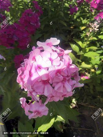 杲打一成语