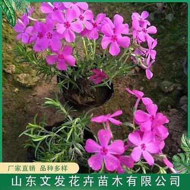 甘雨随车成语接龙游戏
