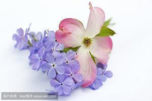 借坡下驴成语接龙游戏