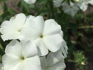三八妇女节的礼物