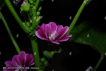 屹立在风雨中的那一朵花