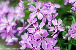 公园里的花