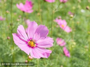 蚁附蜂屯成语接龙游戏