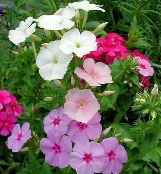 3月8日妇女节——蒸蛋