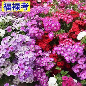 进俯退俯成语接龙游戏