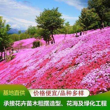 我是一棵树